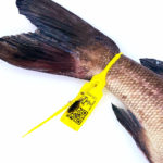 Pide hoy Borriquete y recibe mañana en casa este magnífico pescado, al que verás con brida amarilla, que garantiza su procedencia de Conil