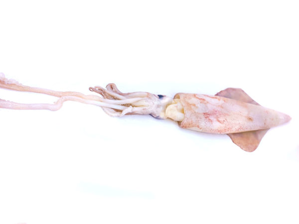 Compra calamar de potera de tamaño mediano, es ideal para consumir a la plancha como ración individual.