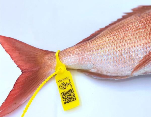 Esta brida amarilla te demuestra que el pescado salió de la lonja de Conil, que marca así a sus pescados mayores de 800 gr