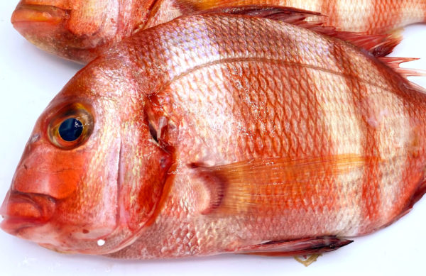 Urta a la roteña es una de las recetas más famosas de este pescado